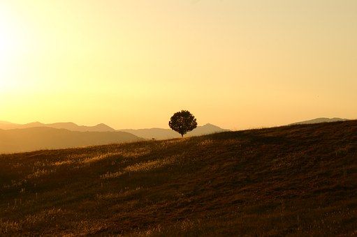 ICV en téléconsultation Paysage — séances d’ICV en visioconférence